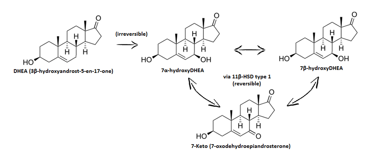 ДГЭА метаболизм. 7 Keto. Семь кето. Дегидроэпиандростерон метаболический эффект.